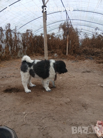 Каракачански кучета , снимка 4 - Каракачанска овчарка - 54327853