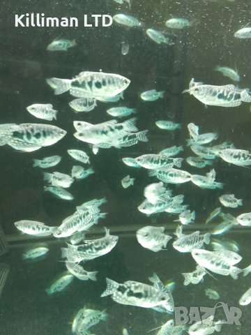 Трихогастер Козби 