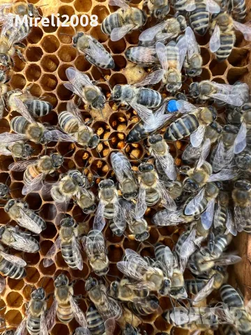 Пчелни майки и отводки, снимка 1