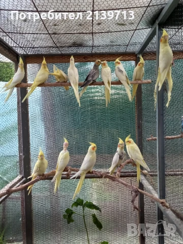 Продавам папагали млади Корели от 2025 г.