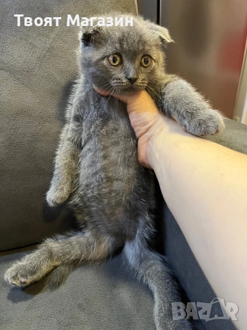 🐾 Търсим специален дом за едно специално коте!, снимка 6 - Други - 54212314