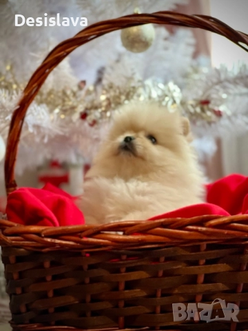 Мини померан , снимка 3 - Померан - 52874570