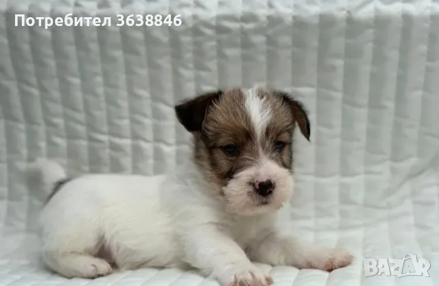 Твърдосокмест джак ръсел, снимка 3 - Джак ръсел териер - 49659819