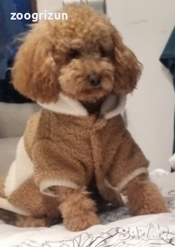 Малки кавапу пудели, снимка 15 - Пудели - 51641128