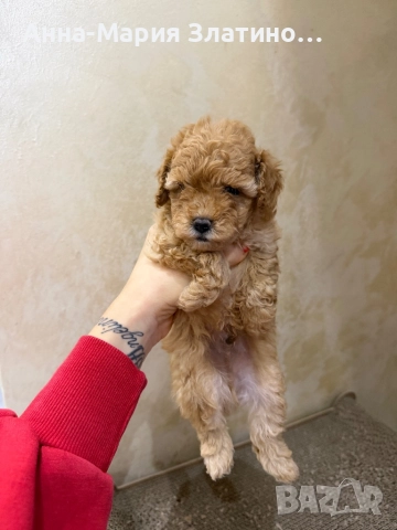 Той пуделчета, снимка 5 - Померан - 52547828