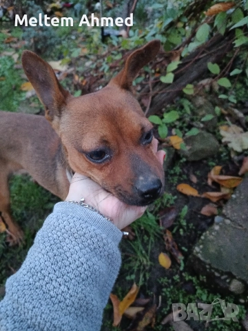 Продавам мъжки пинчер, снимка 2 - Пинчер - 52488686