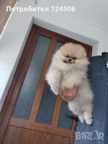 Померан, померанчета, снимка 2 - Померан - 38423393