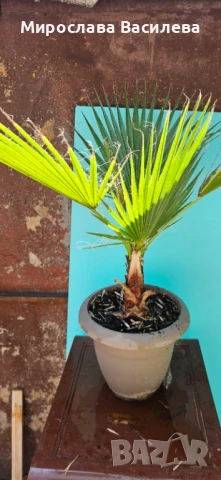 Палми Вашингтония, снимка 3 - Градински цветя и растения - 50722337