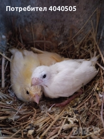 канарчета , снимка 5 - Канари - 52378922