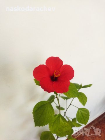 Китайски рози хибискус червена фуния, снимка 11 - Стайни растения - 38143414