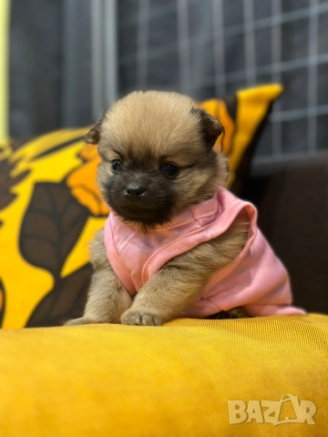 Померан , снимка 3 - Померан - 54131759