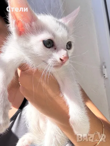 Подарявам котенца, снимка 3 - Други - 55975234