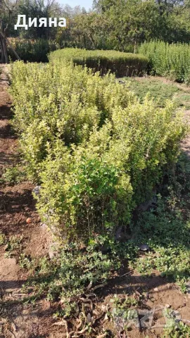 жълто зелен Лигуструм 