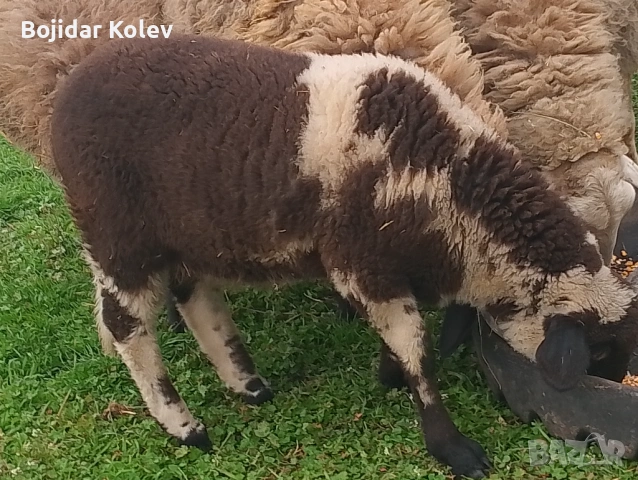 Продава се агне, снимка 5 - Овце - 54163065