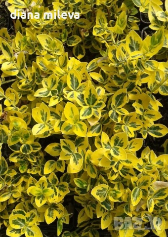 Евонимус Емералд Голд, Euonymus Emerald and Gold!!!