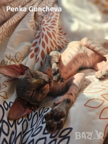 Канадски Сфинкс, снимка 4 - Сфинксове - 51349169