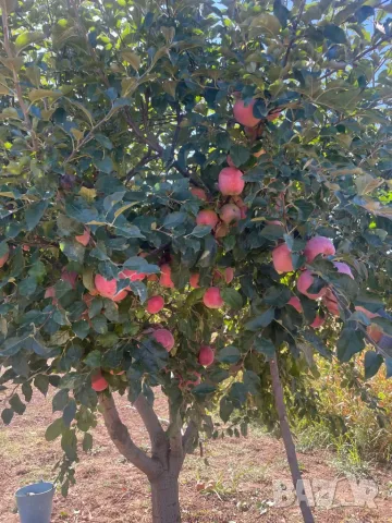 Продава ябълки флорина
