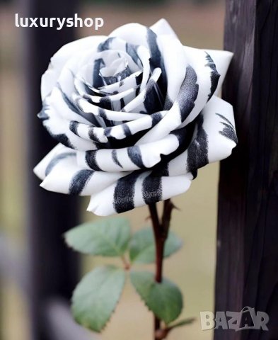 Корени готови за засаждане ” Черна Роза ”, " Нефрит ", " Дъгова " внос Холандия, сертифицирани