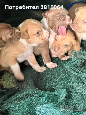 Чистокръвни Питбули Red Nose със родословие