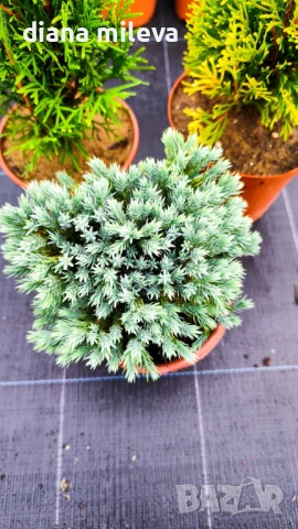 Промо пакет от 3бр студоустойчиви иглолистни и вечнозелени растения!, снимка 8 - Градински цветя и растения - 51219566