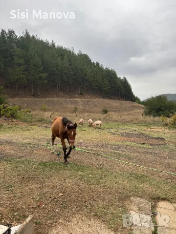 Prodavam kanshe na 6 mesec, снимка 2 - Коне - 56416308