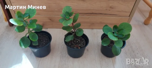 Каланхое / Kalanchoe червено, снимка 2 - Стайни растения - 55610895