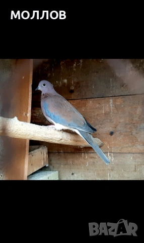 Сенегалска гургулица мъжки 