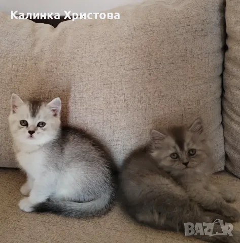 Котенца британчета момченце и момиченце 