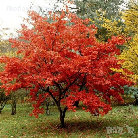 Семена от широколистни видове - Дъб Скоруша Бук Габър Еводия Албиция Пекан Лимон Глог Рожков, снимка 3 - Сортови семена и луковици - 27354748