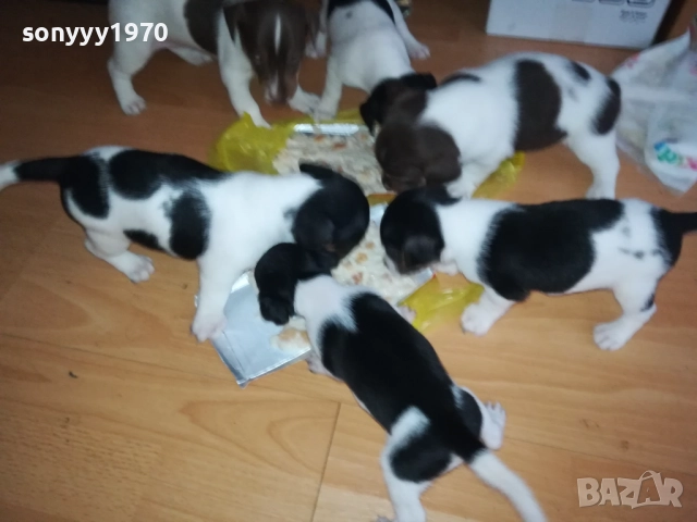 джак ръсел-кученце по избор 250лв за брой 1809250756, снимка 10 - Джак ръсел териер - 51752344