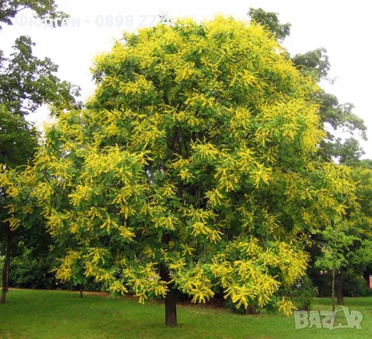 Китайски Мехурник -Koelreuteria “Paniculata”, снимка 5 - Разсади - 49936513