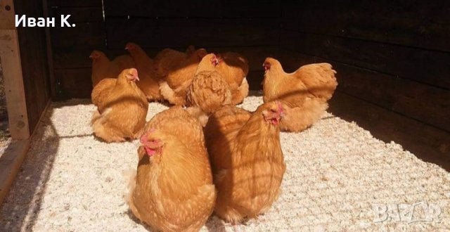 Продавам жълт Орпингтон., снимка 3 - Кокошки и пуйки - 37376457