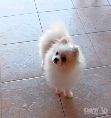Мъжки и женски померан, снимка 6 - Померан - 52966945
