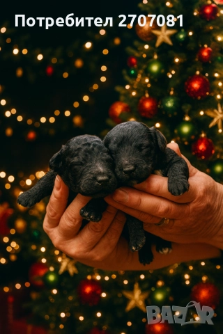 Черни мини пуделчета, снимка 3 - Пудели - 52653411