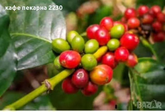 Зелено кафе на зърна сорт арабика от кафе пекарна 2230, снимка 10 - Други - 48320828