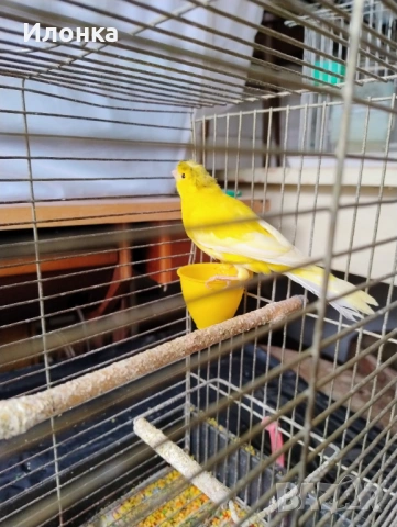 Канарче, снимка 2 - Канари - 54031208