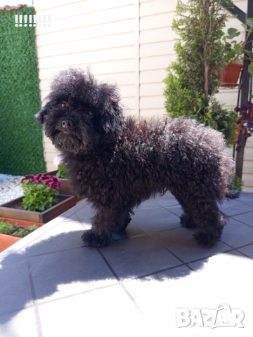 Той пудел момиче