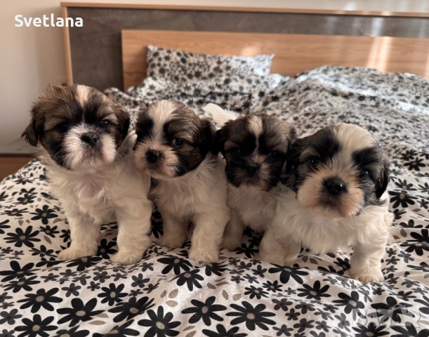 Кученца ши-тцу, кучета, куче, кученце, снимка 2 - Ши Тцу - 53143042