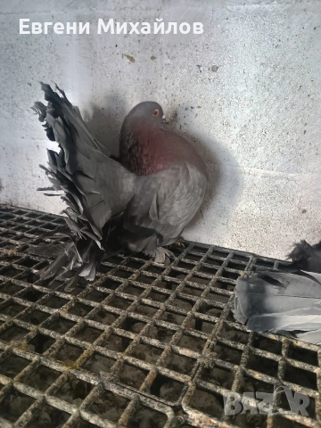 Фенерлии , снимка 4 - Гълъби - 53045490