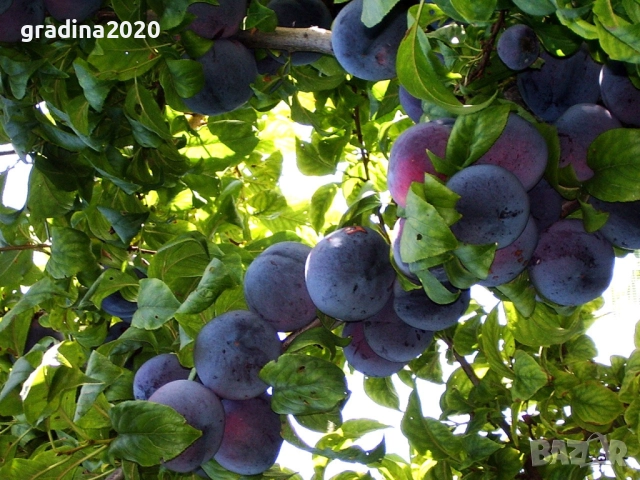 Слива - Налични 4 сорта Анджелино ,Черен диамант (Блек Даймънд) , Черен Сплендор - BLACK SPLENDOR и , снимка 8 - Разсади - 51852290