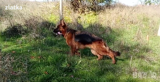 Продавам немска овчарка, снимка 5 - Немска овчарка - 53065375