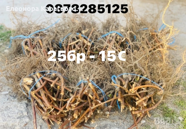 Разсад ягоди и малини, снимка 3 - Разсади - 54104995