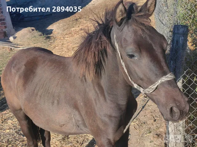мъжко конче бартер , снимка 2 - Коне - 55973995