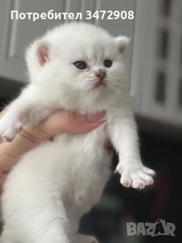 Британски коларпоинт котета