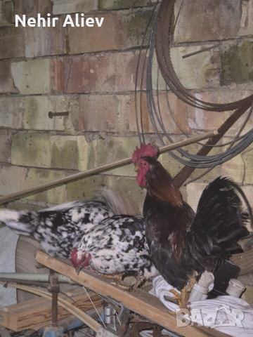 Продавам млади кокошки и петли, снимка 4 - Кокошки и пуйки - 54312526