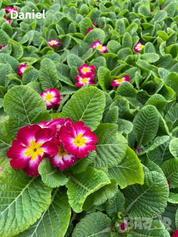 Иглика, снимка 10 - Градински цветя и растения - 53354409