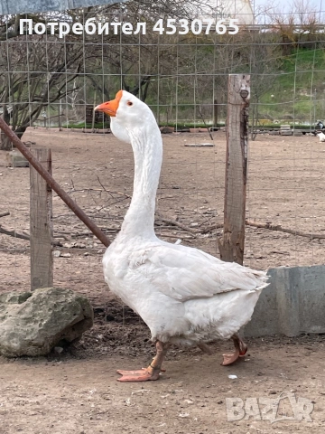 Холмогорски Гъски