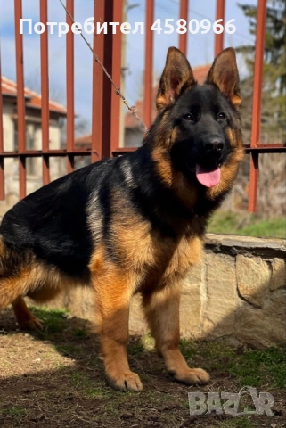 Топ Немски Овчарки , снимка 4 - Немска овчарка - 51913768