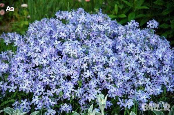 Продавам цветя Флокс за градината - разсад за пролетно засаждане, снимка 17 - Разсади - 28716156