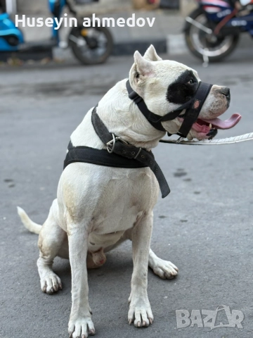 Мъжко уче Дого Аржентино , снимка 9 - Дого аржентино - 52894100